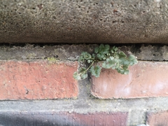 Asplenium ruta-muraria