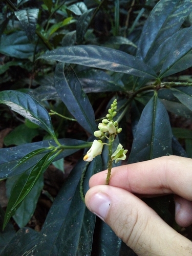 Caamembeca salicifolia (Caamembeca salicifolia)
