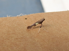 Caloptilia umbratella