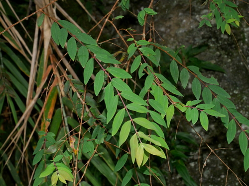 Hypericum geminiflorum