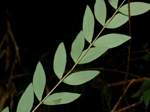 Hypericum geminiflorum