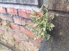 Asplenium ruta-muraria