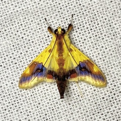 Tetracona pictalis