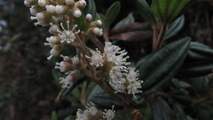 Miconia elaeoides