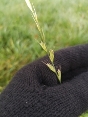 Lolium multiflorum