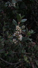Miconia elaeoides