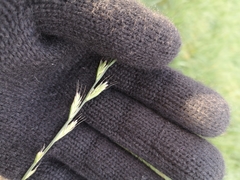 Lolium multiflorum