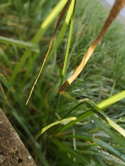 Lolium multiflorum