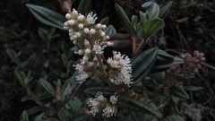 Miconia elaeoides