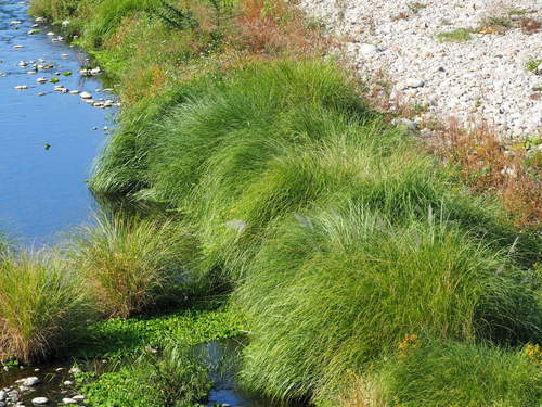 Saccharum spontaneum