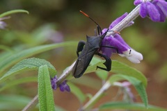 Anoplocnemis curvipes