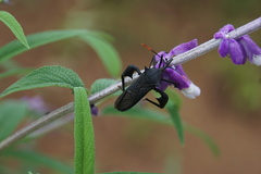 Anoplocnemis curvipes