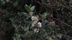 Miconia elaeoides