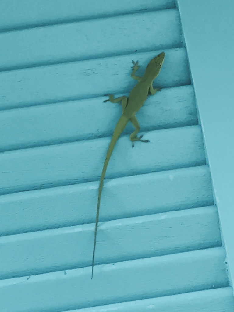 Bahamian Green Anole