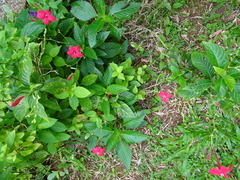 Ruellia rosea