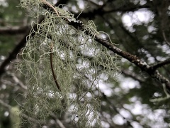 Usnea flavocardia