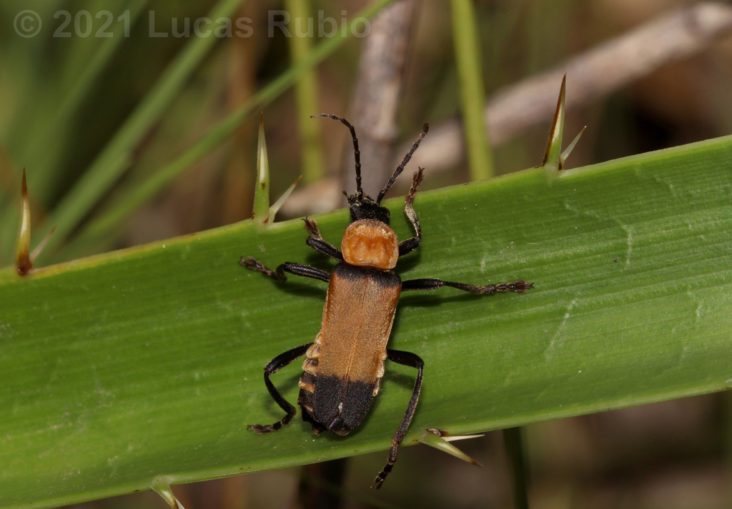 Chauliognathus pelotasus