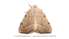 Astegania honesta
