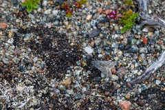 Polopeustis altensis