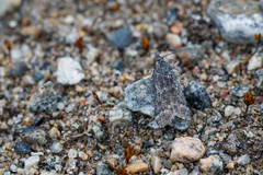 Polopeustis altensis