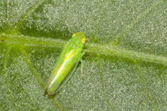 Neocoelidiini
