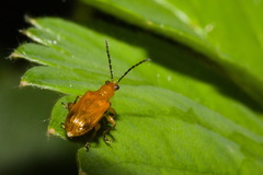 Monomacra