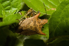Euschistus cornutus