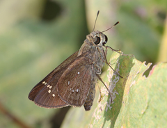 Pelopidas conjuncta narooa