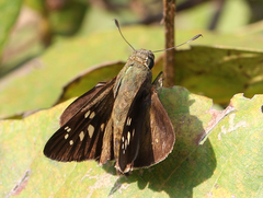 Pelopidas conjuncta narooa