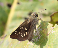 Pelopidas conjuncta narooa