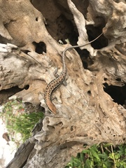 Trachylepis albotaeniata