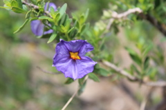 Lycianthes lycioides