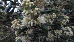 Miconia elaeoides