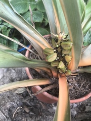 Chlorophytum orchidastrum