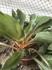 Chlorophytum orchidastrum