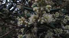 Miconia elaeoides