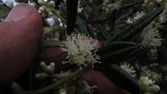 Miconia elaeoides