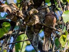 Batrachostomus moniliger