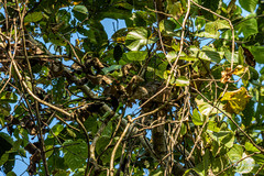 Batrachostomus moniliger