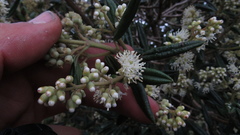 Miconia elaeoides