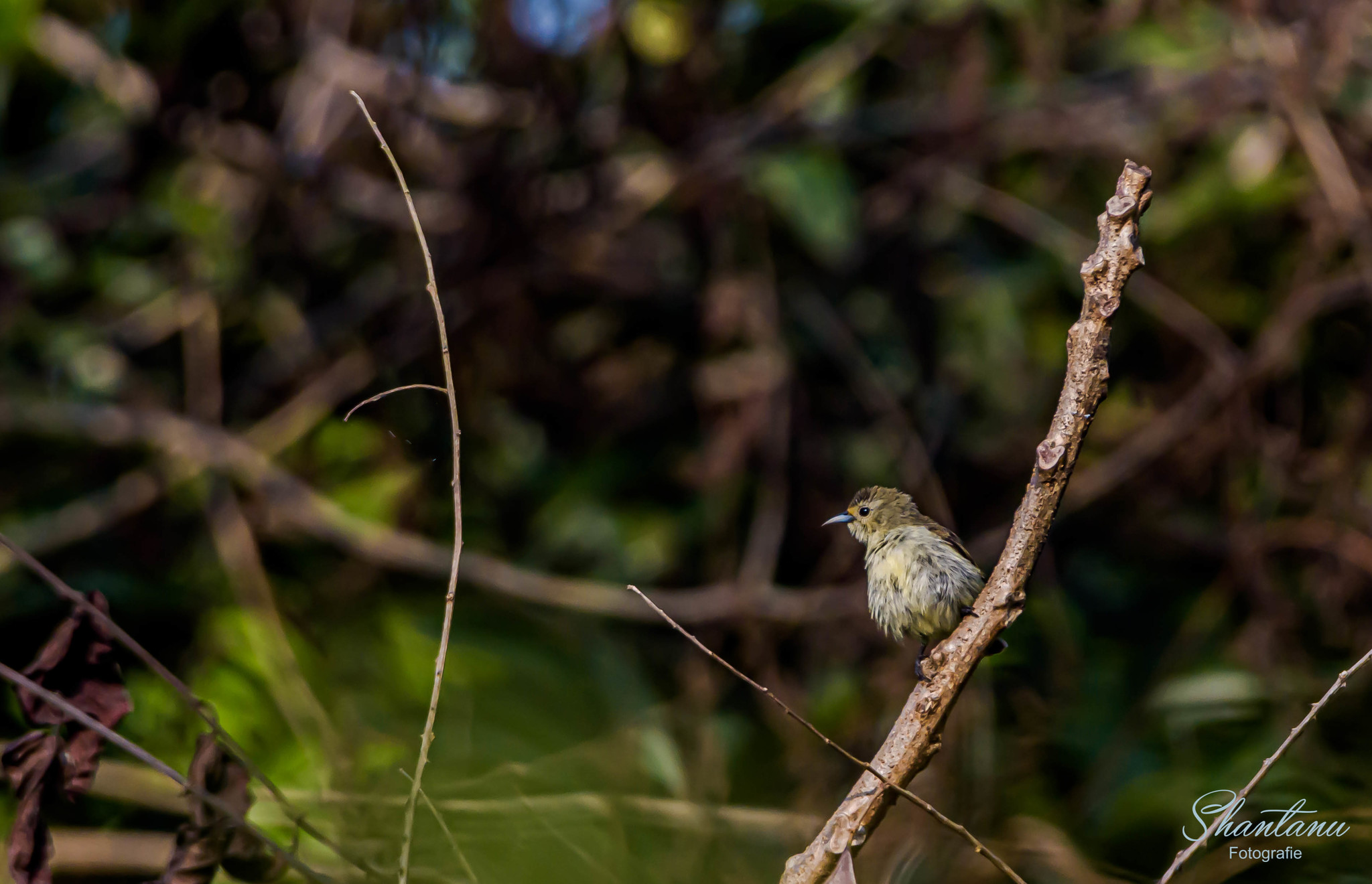 Nilgiri Flowerpecker