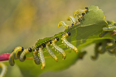 Pristiphora conjugata