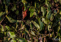 Phylloscopus nitidus