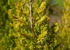 Erica australis