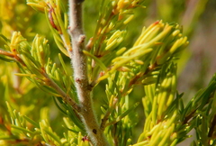 Erica australis
