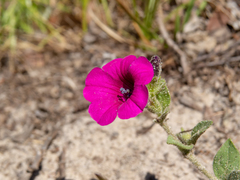 Petunia integrifolia