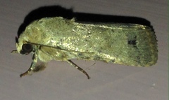 Athetis maculatra