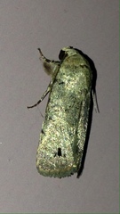 Athetis maculatra