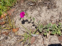 Petunia integrifolia