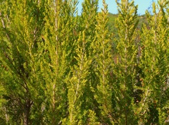 Erica australis